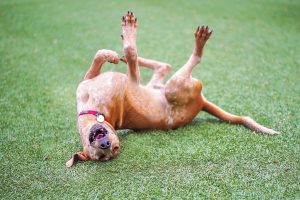 Allergies In Pets, Scratching The Surface