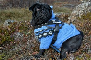Do Dogs Need Sweaters or Jackets in the Winter