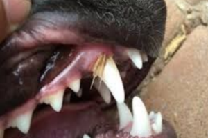 FOXTAILS: A Vet’s Biggest Enemy 2