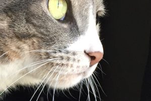 Happy Healthy Felines