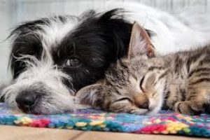 Senior Pets