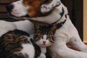 Pet Poison Prevention Awareness Month