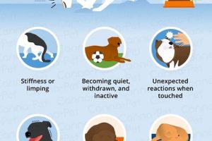 September is Animal Pain Awareness Month