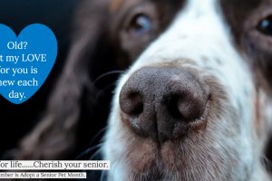 November is ADOPT A SENIOR PET month!!