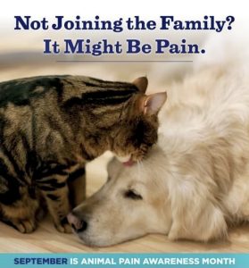 Animal Pain Awareness Month